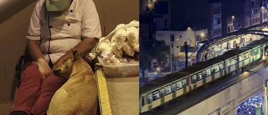 Perro acompaña fielmente a su humana en medio de la difícil situación a causa del coronavirus Perro acompaña fielmente a su humana en medio de la difícil situación a causa del coronavirus