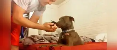 Increíble reacción de un pitbull al conocer por primera vez a un gato recién nacido Increíble reacción de un pitbull al conocer por primera vez a un gato recién nacido