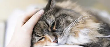 ¿Cómo saber si tu gato tiene cáncer? Si observas estos síntomas debes correr al veterinario ¿Cómo saber si tu gato tiene cáncer? Si observas estos síntomas debes correr al veterinario