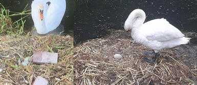 Muere cisne luego que adolescentes destruyeran su nido donde estaban casi todos sus huevos Muere cisne luego que adolescentes destruyeran su nido donde estaban casi todos sus huevos