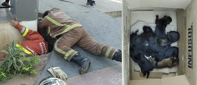 Perrita tuvo a sus cachorros en una canaleta y bomberos hicieron de todo para rescatarlos Perrita tuvo a sus cachorros en una canaleta y bomberos hicieron de todo para rescatarlos