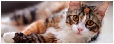 5 poderes mágicos que solo los gatos tienen 5 poderes mágicos que solo los gatos tienen