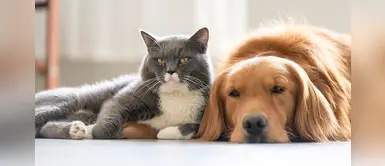 Los perros y gatos podrían protegernos de la COVID-19, según estudio Los perros y gatos podrían protegernos de la COVID-19, según estudio