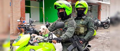Perrita abandonada es rescatada por policías y ahora sale a patrullar las calles en Colombia Perrita abandonada es rescatada por policías y ahora sale a patrullar las calles en Colombia