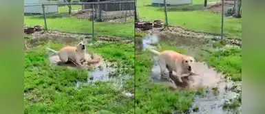Emotiva reacción de una perrita ciega al descubrir por primera vez un charco de agua Emotiva reacción de una perrita ciega al descubrir por primera vez un charco de agua