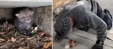 Hombre rescata a zorros bebés abandonados en sótano de su casa Hombre rescata a zorros bebés abandonados en sótano de su casa