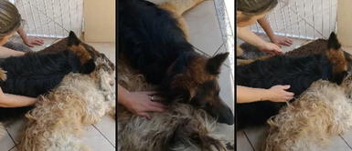 Perro tiene desgarrador llanto al creer que su mejor amigo había muerto Perro tiene desgarrador llanto al creer que su mejor amigo había muerto