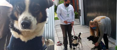 Falso fiscalizador de Surco pretendió quitarle 6 mil soles a vecina si no daba en adopción a sus perros Falso fiscalizador de Surco pretendió quitarle 6 mil soles a vecina si no daba en adopción a sus perros