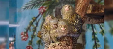 Conoce la magia de la Amazonía a través de los animales del Parque de las Leyendas Conoce la magia de la Amazonía a través de los animales del Parque de las Leyendas