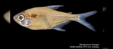 #BuenasNoticias: Investigadores peruanos descubren nueva especie de mojarrita #BuenasNoticias: Investigadores peruanos descubren nueva especie de mojarrita