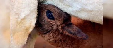 Sierra peruana: Descenso de temperatura nocturna causaría la muerte de animales bebés Sierra peruana: Descenso de temperatura nocturna causaría la muerte de animales bebés