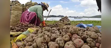 Día del Campesino: Agricultores de Junín pierden más de 900 millones de soles por pandemia Día del Campesino: Agricultores de Junín pierden más de 900 millones de soles por pandemia