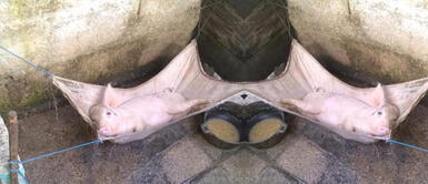 Sorprenden a un cerdito descansando plácidamente sobre una hamaca Sorprenden a un cerdito descansando plácidamente sobre una hamaca