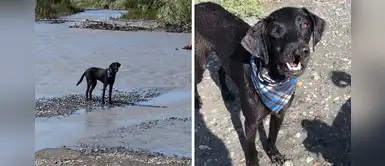 Perro celebra en el río junto a su dueño tras ser operado con éxito de labio leporino Perro celebra en el río junto a su dueño tras ser operado con éxito de labio leporino