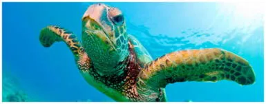 ¡Estás de suerte! Soñar con tortugas anuncia una buena noticia ¡Estás de suerte! Soñar con tortugas anuncia una buena noticia