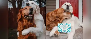 Perro abraza a su hermano golden retriever para disculparse luego de robarle su comida Perro abraza a su hermano golden retriever para disculparse luego de robarle su comida