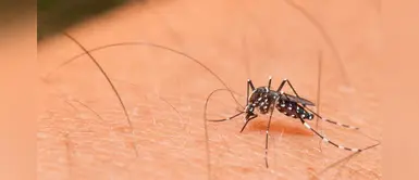 Nueva cepa del virus del zika está circulando en Brasil y podría causar otra epidemia Nueva cepa del virus del zika está circulando en Brasil y podría causar otra epidemia