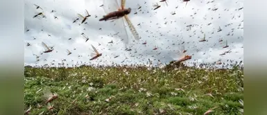 Descartan llegada de plaga de langostas al Perú Descartan llegada de plaga de langostas al Perú