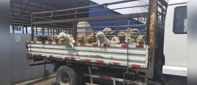 Grupo de activistas logran rescatar a 50 perros de morir en un festival de carne en China Grupo de activistas logran rescatar a 50 perros de morir en un festival de carne en China