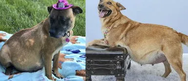 Realizan sesión de fotos a 3 perritas embarazadas que para promover su adopción Realizan sesión de fotos a 3 perritas embarazadas que para promover su adopción