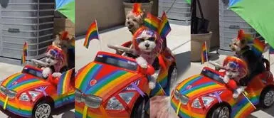 Perritos celebran el Día del Orgullo Gay LGTBIQ+ en carrito alegórico Perritos celebran el Día del Orgullo Gay LGTBIQ+ en carrito alegórico