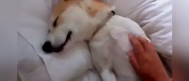 Cachorra se hace “la muerta” frente a su papá humano para evitar asistir al veterinario Cachorra se hace “la muerta” frente a su papá humano para evitar asistir al veterinario