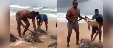 Hombres liberan a tortugas en peligro de extinción que quedaron atrapadas en redes para pescar Hombres liberan a tortugas en peligro de extinción que quedaron atrapadas en redes para pescar
