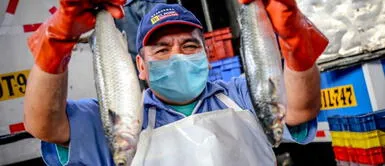 Día del pescador: Beneficios de consumir pescado para fortalecer el sistema inmunológico Día del pescador: Beneficios de consumir pescado para fortalecer el sistema inmunológico