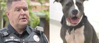 Agente policial rescata a un pitbull que era usado en peleas de perros Agente policial rescata a un pitbull que era usado en peleas de perros