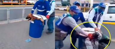 Rímac: Denuncian a trabajadores de la Municipalidad de Lima por maltrato a perro en la calle Rímac: Denuncian a trabajadores de la Municipalidad de Lima por maltrato a perro en la calle