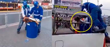 Municipalidad de Lima se pronuncia ante denuncia de maltrato animal por parte de sus trabajadores Municipalidad de Lima se pronuncia ante denuncia de maltrato animal por parte de sus trabajadores