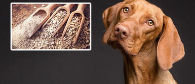 ¿Tu perro sufre de alergias? Dile adiós con esta mascarilla de avena ¿Tu perro sufre de alergias? Dile adiós con esta mascarilla de avena