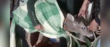 Rescatan venado cola blanca que mantenían encerrada en una vivienda Rescatan venado cola blanca que mantenían encerrada en una vivienda