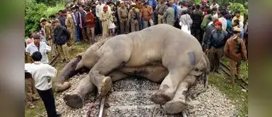 Investigan misteriosa muerte de más de 350 elefantes en África Investigan misteriosa muerte de más de 350 elefantes en África