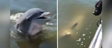 Delfín salvaje se acercó a un bote para saludar y jugar con unos perros: se hicieron amigos Delfín salvaje se acercó a un bote para saludar y jugar con unos perros: se hicieron amigos