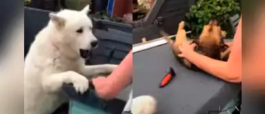 Perro protagonizó adorable "escena de celos" al ver a su dueña acariciando a otro animal Perro protagonizó adorable "escena de celos" al ver a su dueña acariciando a otro animal