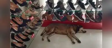 Gerente se negó a sacar de su tienda a perro abandonado que se protegía de la lluvia Gerente se negó a sacar de su tienda a perro abandonado que se protegía de la lluvia