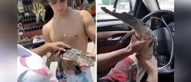 Influencers compran un cocodrilo bebé de forma ilegal para incrementar su popularidad Influencers compran un cocodrilo bebé de forma ilegal para incrementar su popularidad