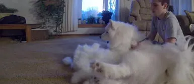 Decidió cortar el pelo a su perro: el resultado dejó sin palabras a usuarios Decidió cortar el pelo a su perro: el resultado dejó sin palabras a usuarios