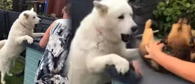 Perro tuvo ataque de celos al ver a dueña acariciando a otro animal Perro tuvo ataque de celos al ver a dueña acariciando a otro animal