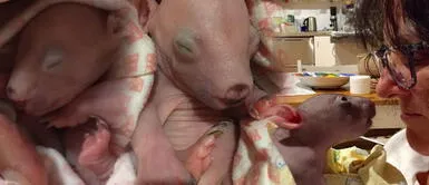 Mujer rescata a bebé wombat de la bolsa de su madre muerta Mujer rescata a bebé wombat de la bolsa de su madre muerta