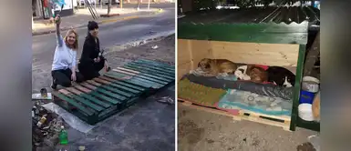 Mujeres construyen una casita de madera para proteger a unos perros sin hogar del frío Mujeres construyen una casita de madera para proteger a unos perros sin hogar del frío