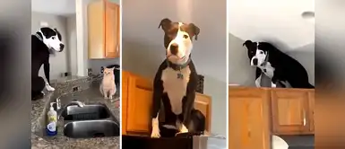 Enorme pitbull cree que es un gato e imita a su hermano felino escalando los muebles Enorme pitbull cree que es un gato e imita a su hermano felino escalando los muebles