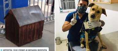 Donan casa y llevan a veterinaria al perro que espera a su dueño afuera del hospital Almenara Donan casa y llevan a veterinaria al perro que espera a su dueño afuera del hospital Almenara