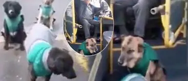 Transportistas alimentan y abrigan a perros callejeros durante curentena Transportistas alimentan y abrigan a perros callejeros durante curentena