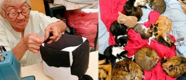 Abuelita elabora peluches para ayudar a albergue con más de 100 gatos en Barranco Abuelita elabora peluches para ayudar a albergue con más de 100 gatos en Barranco