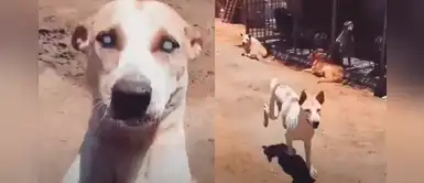 Perrito ciego escucha nuevamente la voz de su excuidador y se lanza para abrazarlo Perrito ciego escucha nuevamente la voz de su excuidador y se lanza para abrazarlo