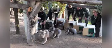 Koalas refugiados regresaron a los bosques tras sobrevivir a los incendios de Australia Koalas refugiados regresaron a los bosques tras sobrevivir a los incendios de Australia