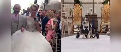 Novia ingresa a la iglesia acompañada de sus perros adoptados el día de su boda Novia ingresa a la iglesia acompañada de sus perros adoptados el día de su boda