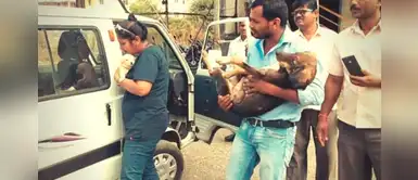 Hombre ahorró dinero por 10 años para comprar una ambulancia y ayudar a perros heridos Hombre ahorró dinero por 10 años para comprar una ambulancia y ayudar a perros heridos